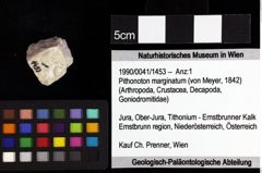 Foto (Objket + Etiketten) von Mesogalathea striata (Remeš, 1895) 